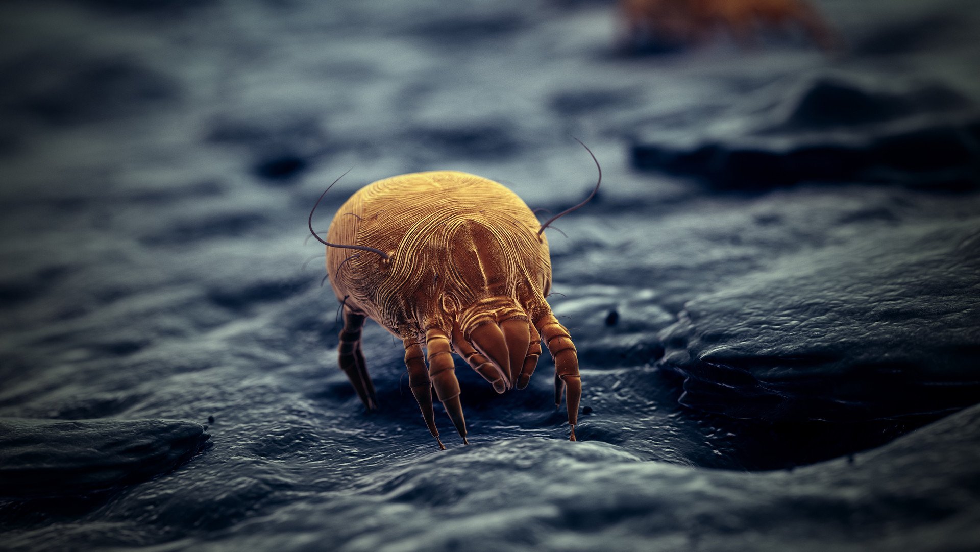 [Translate to Deutsch (Schweiz):] Milben leben im Hausstaub und in Textilien und können Hausstaubmilbenallergien auslösen.